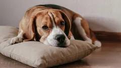 Ako pomôcť psovi prekonať osamelosť: metóda „voňavého vankúša“