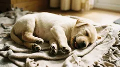 Prečo pes vo sne trasie labami: je potrebné sa obávať