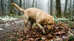 6 vôní, ktoré psov privádzajú do šialenstva: prečo milujú mŕtvoly