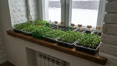  Prečo by sa tieto kvety mali vysádzať ako sadeničky v januári? Zoznam kvetov, ktoré sa vysádzajú v januári!