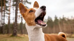 Tieto psy narušili systém: ktoré plemená vôbec nevedia štekať