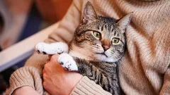 Keď sú mačky staré a ako sa ich vek líši od veku psov