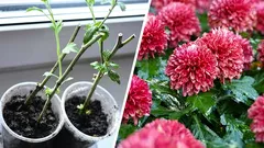 Ako rozmnožovať chryzantémy: odrezávanie kvetov na jar
