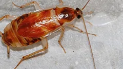 Prvé príznaky invázie švábov a čo s tým robiť