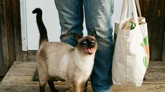 Mačka mňauká len kvôli vám. Áno, dobre ste počuli.