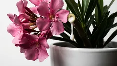 5 populárnych domácich rastlín, ktoré nechcete mať vo svojej domácnosti. Sú krásne, ale toxické a náročná na starostlivosť.