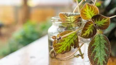 20 izbových rastlín, ktoré je ľahšie odtrhnúť ako kúpiť