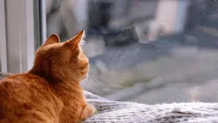 Ako mačky vedia, že majiteľ sa čoskoro vráti domov