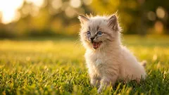 Prečo keď majiteľ osloví mačku, tá často odpovie mňaukaním?