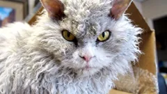 Ako si získať dôveru mačky: pokojné signály, ktoré fungujú aj v byte