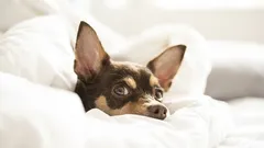 Prečo pes spí na vankúši svojho majiteľa? Chyba vo výcviku alebo prejav lásky?