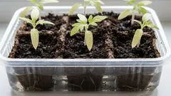Jemné výhonky: ako polievať sadeničky, aby sa na povrchu netvorila kôra